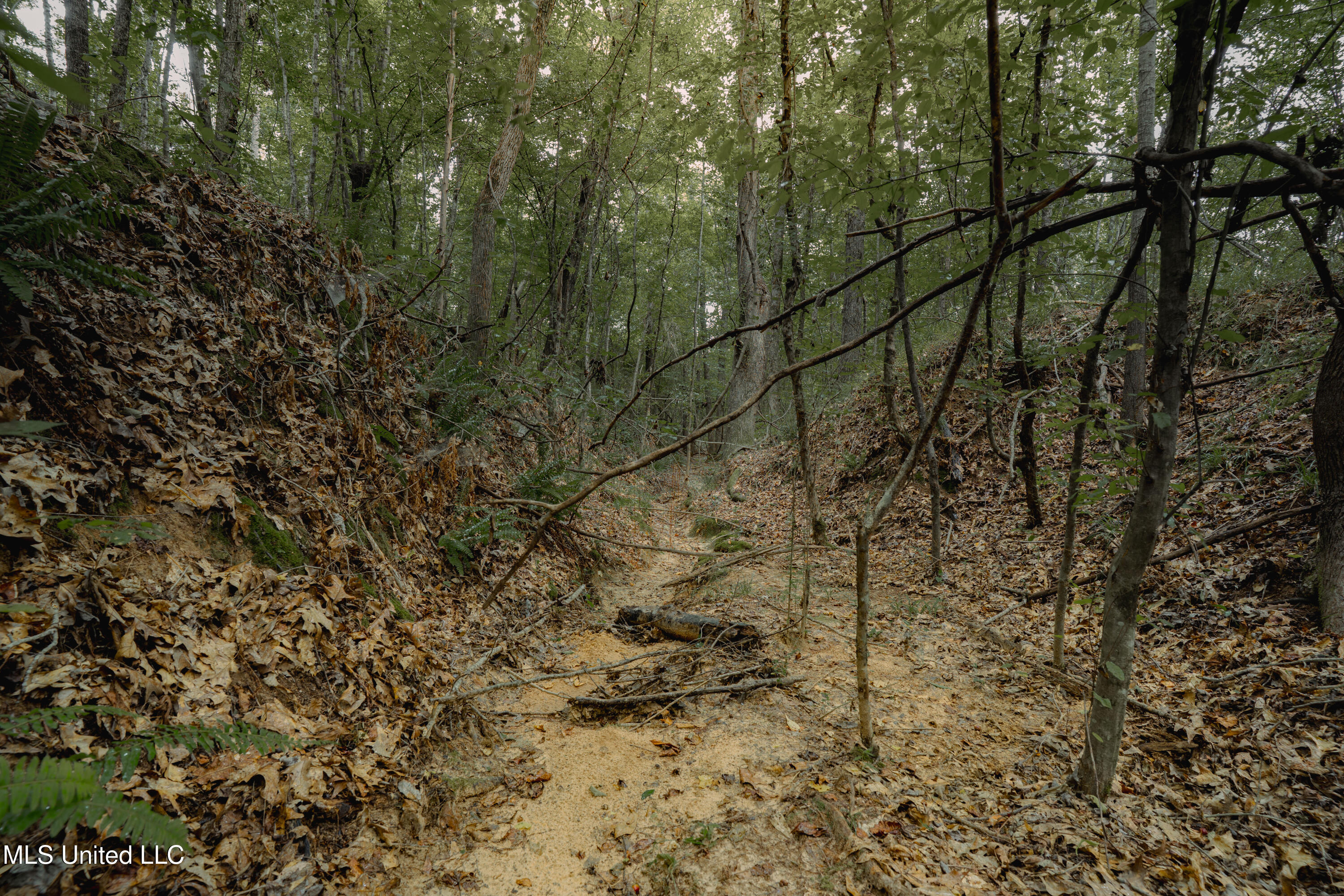 Dog Pen Road Durant, MS 39063 - Photo 45 of 50 70% Compressed-55