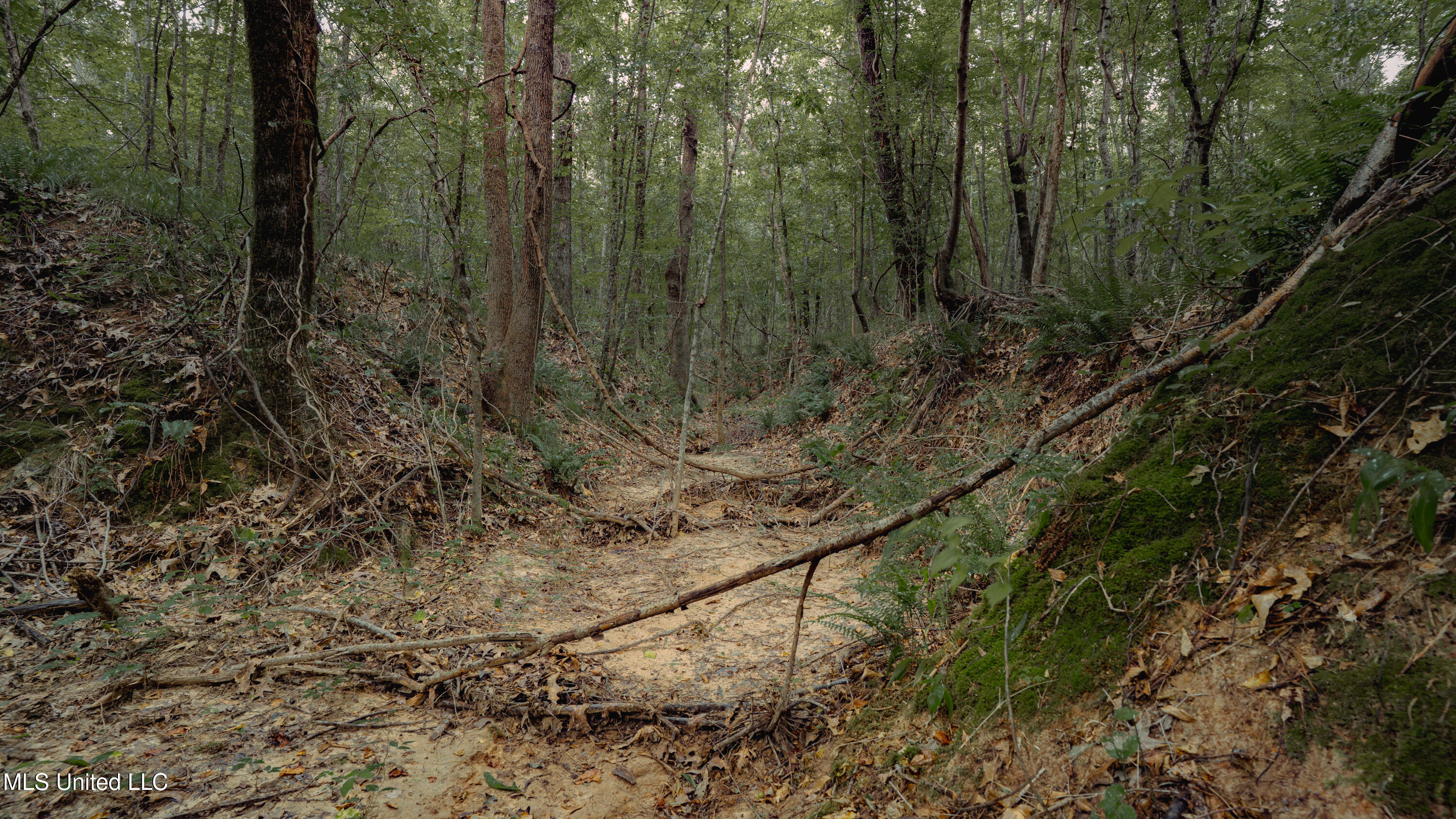 Dog Pen Road Durant, MS 39063 - Photo 47 of 50 70% Compressed-57