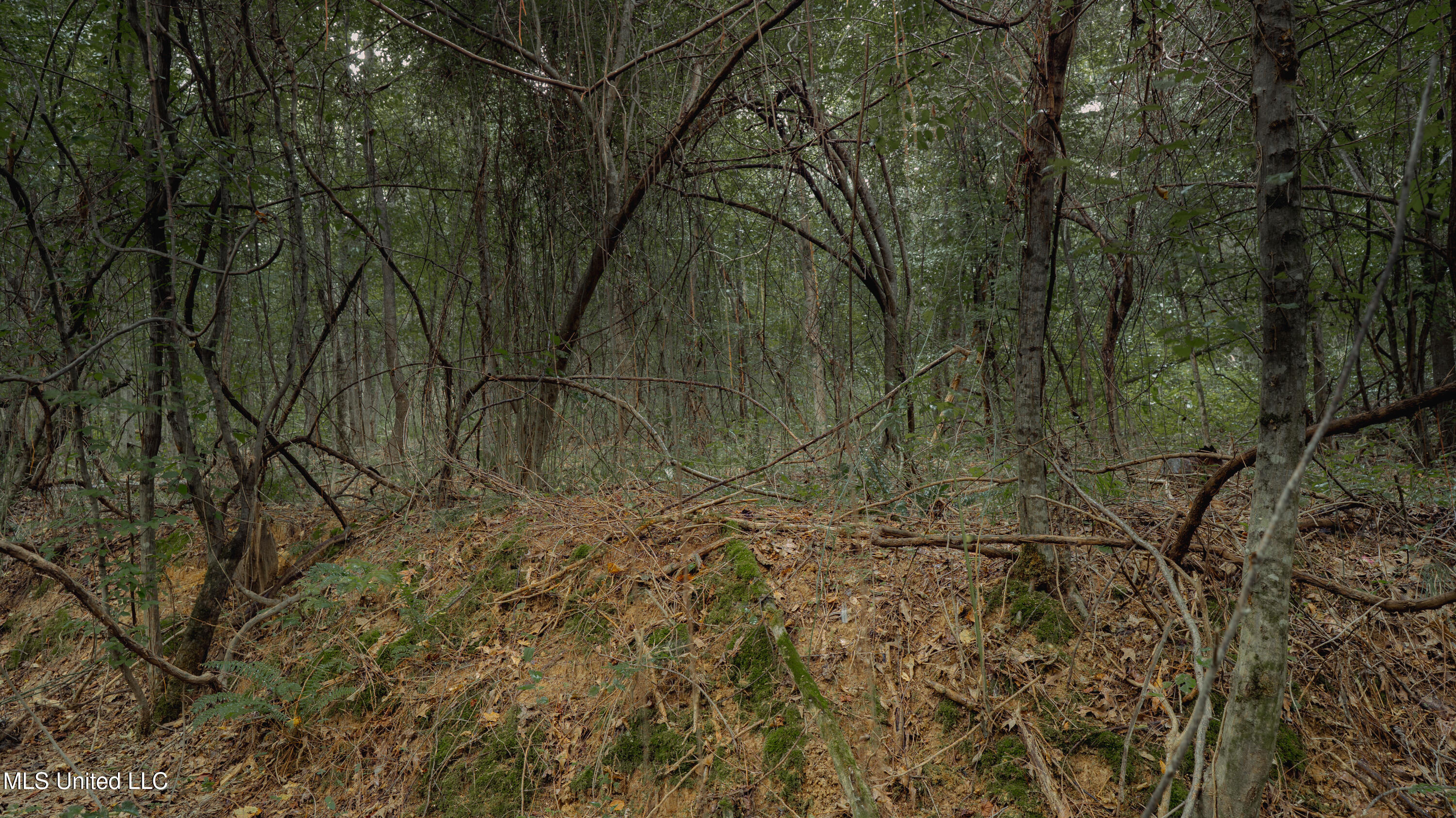 Dog Pen Road Durant, MS 39063 - Photo 50 of 50 70% Compressed-60
