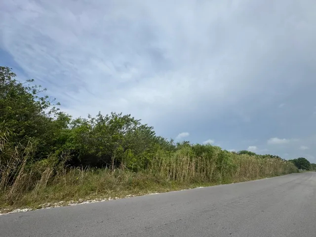 a view of a field with a tree in the background