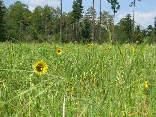 2253 Natural Bridge Road Tallahassee, FL 32305 - Photo 2 of 20
