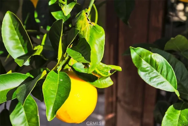 a view of a flower in a garden