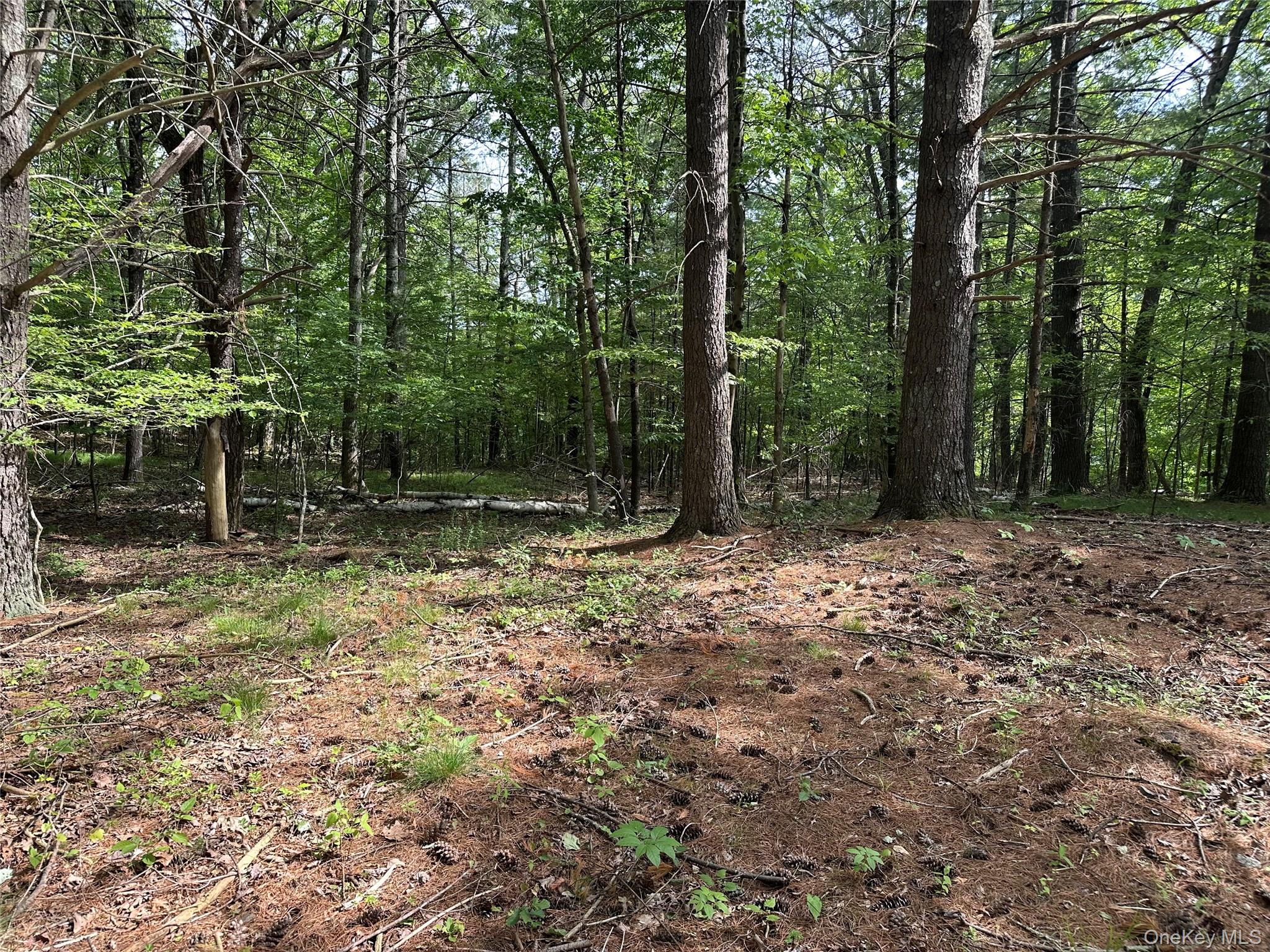 804 Hearts Content Road Cairo, NY 12473 - Photo 20 of 34 a backyard of a house with lots of green space