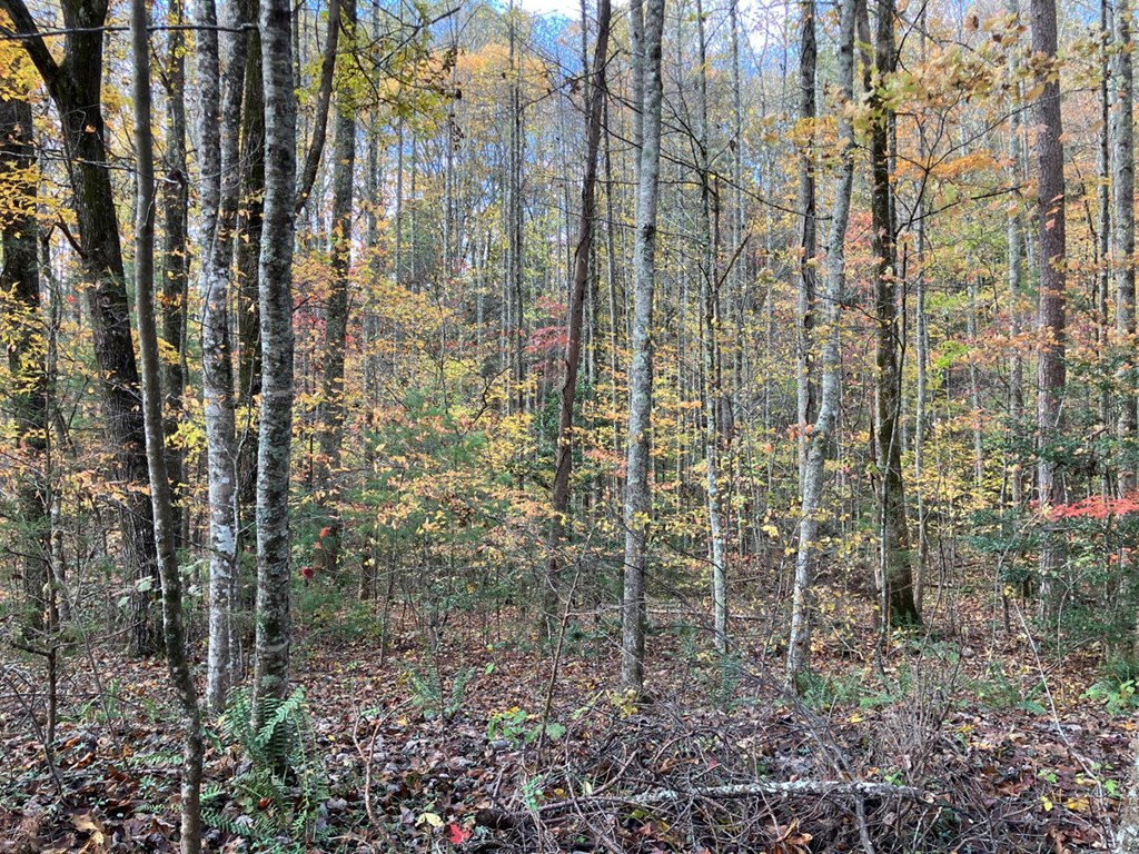 39 A Hedden Stiles Road Murphy, NC 28906 - Photo 9 of 30