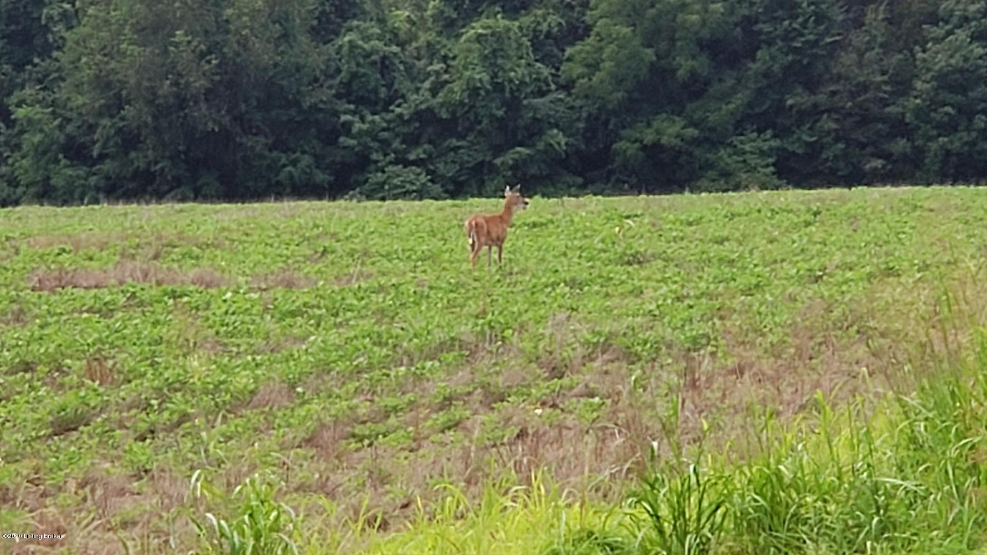 686 Cameron Ridge Road Shepherdsville, KY 40165 - Photo 29 of 49 IMG_2321