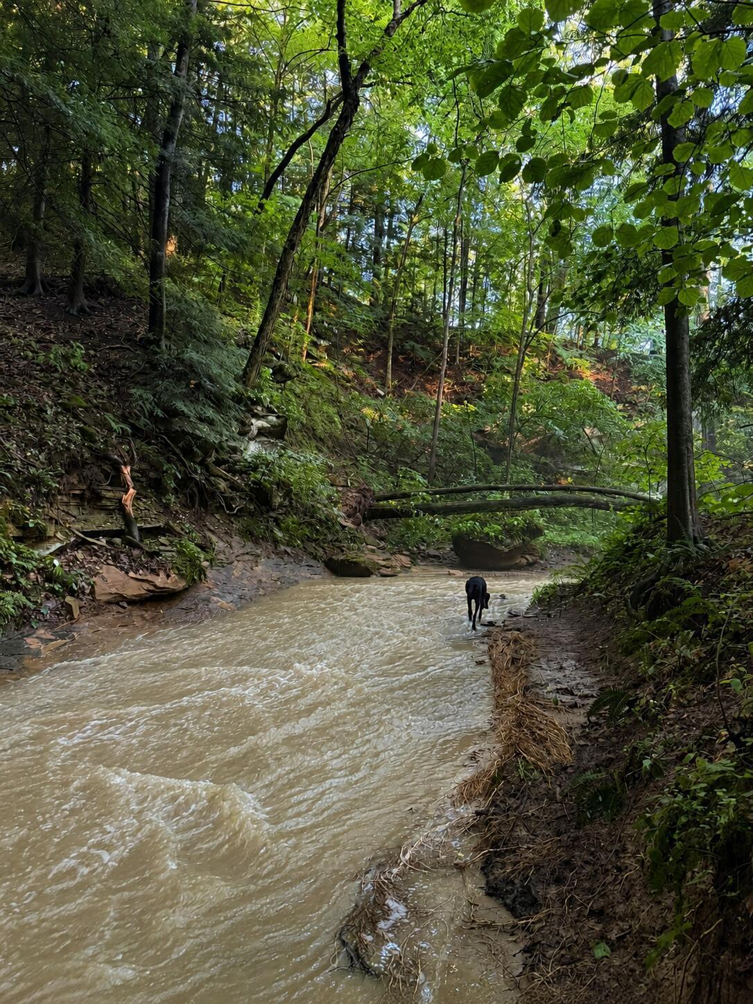 13338 Middlefork Road Rockbridge, OH 43149 - Photo 18 of 22 creek