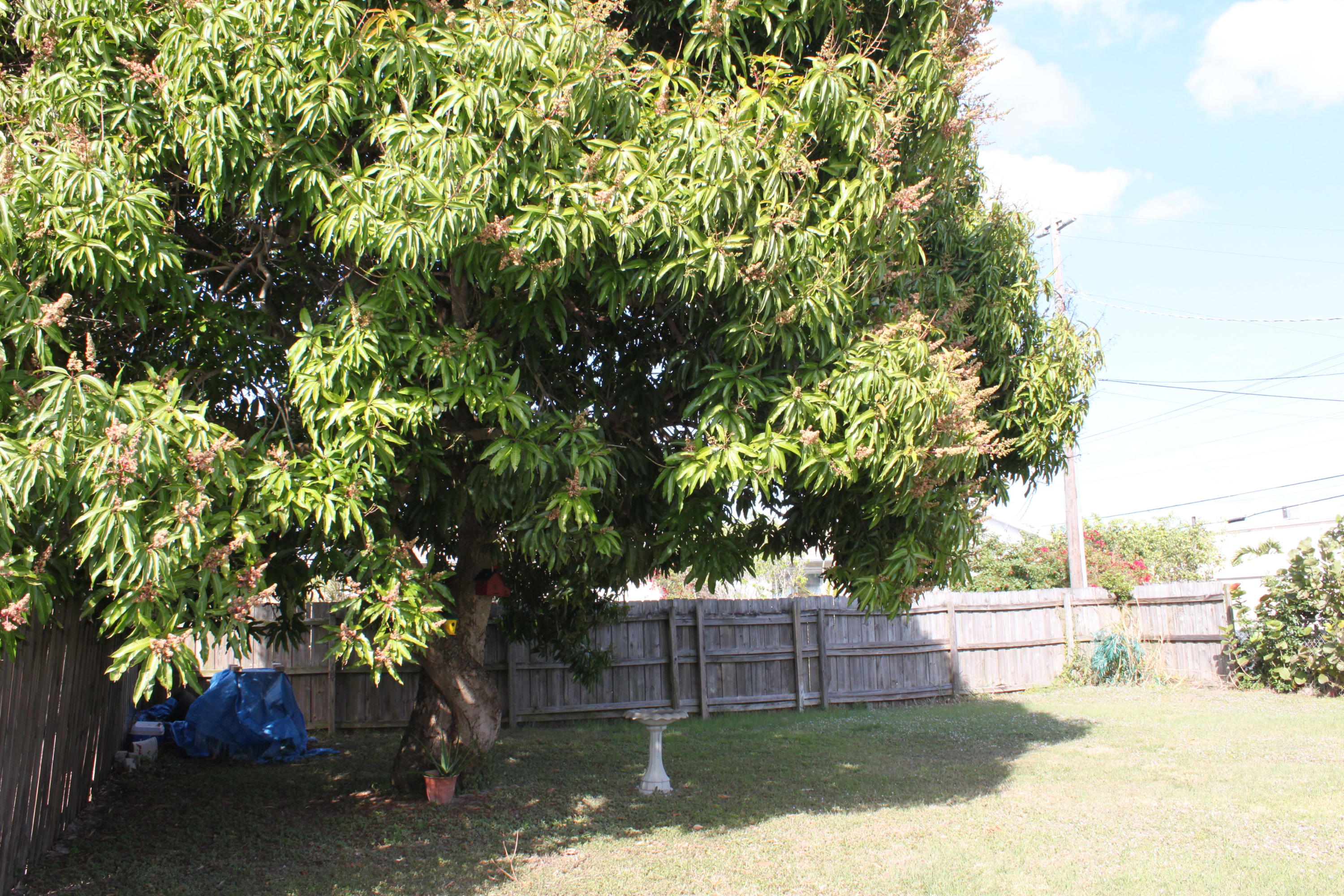 121 5th Street Jupiter, FL 33458 - Photo 32 of 34 IMG_5658
