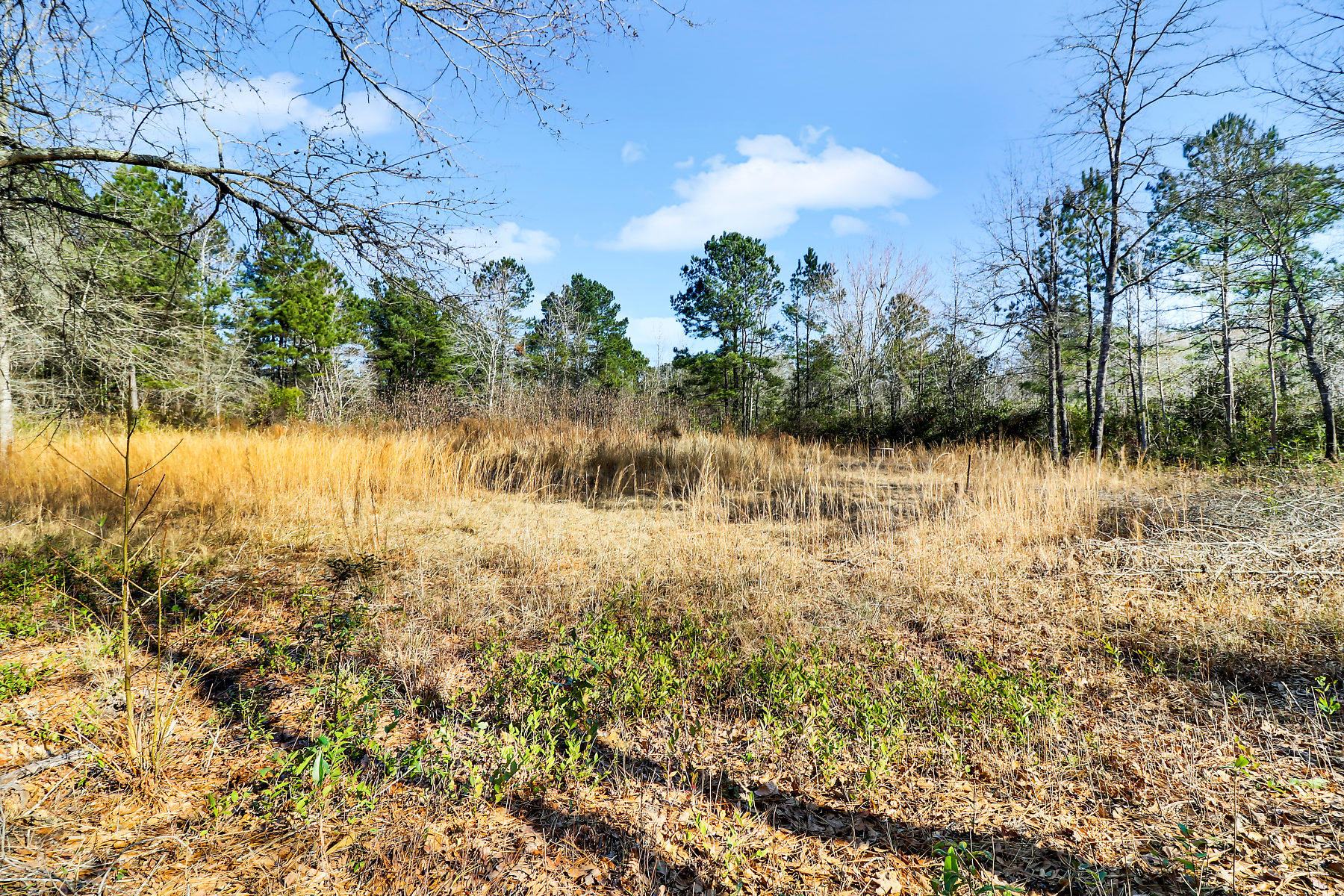 1081 Viper Road Cross, SC 29436 - Photo 2 of 22 _11A6356-SMALL