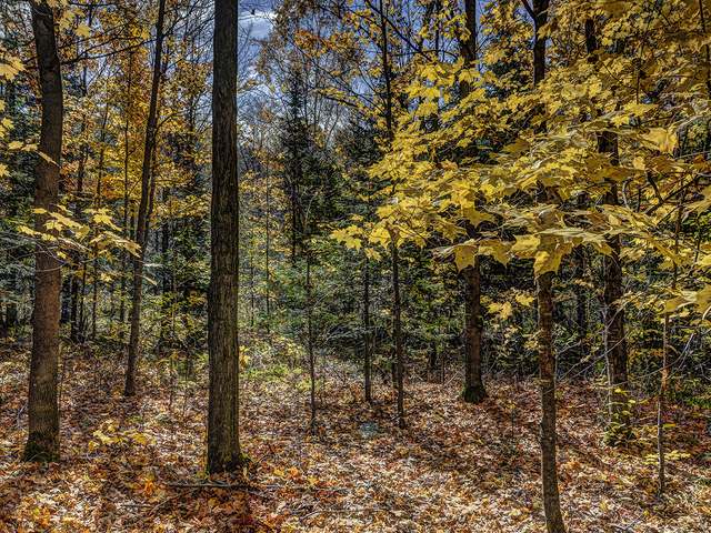 Off Nicolet Shores Road Phelps, WI 54554 - Photo 4 of 14 Gallery Image 4