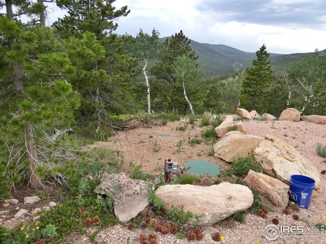 a view of a forest with trees in the background