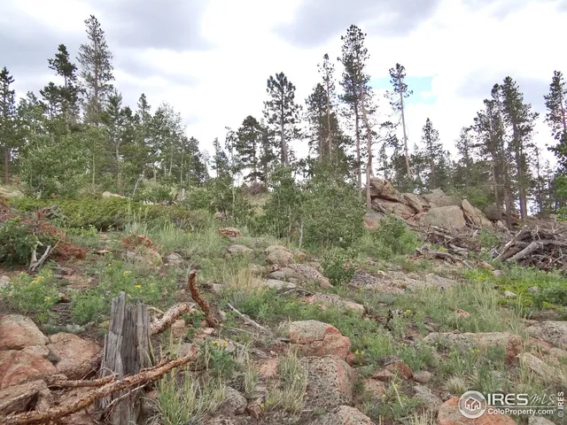 a view of a forest with a tree in the background