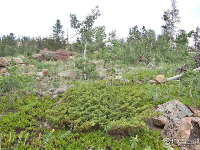 a view of a forest with trees in the background