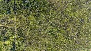 a close up of a plant