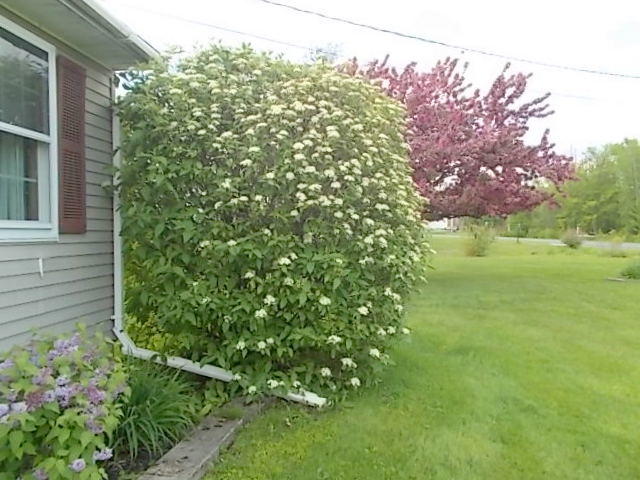 73 Field Road Sidney, ME 04330 - Photo 24 of 32 FLOWERS IN FRONT OF HOUSE2