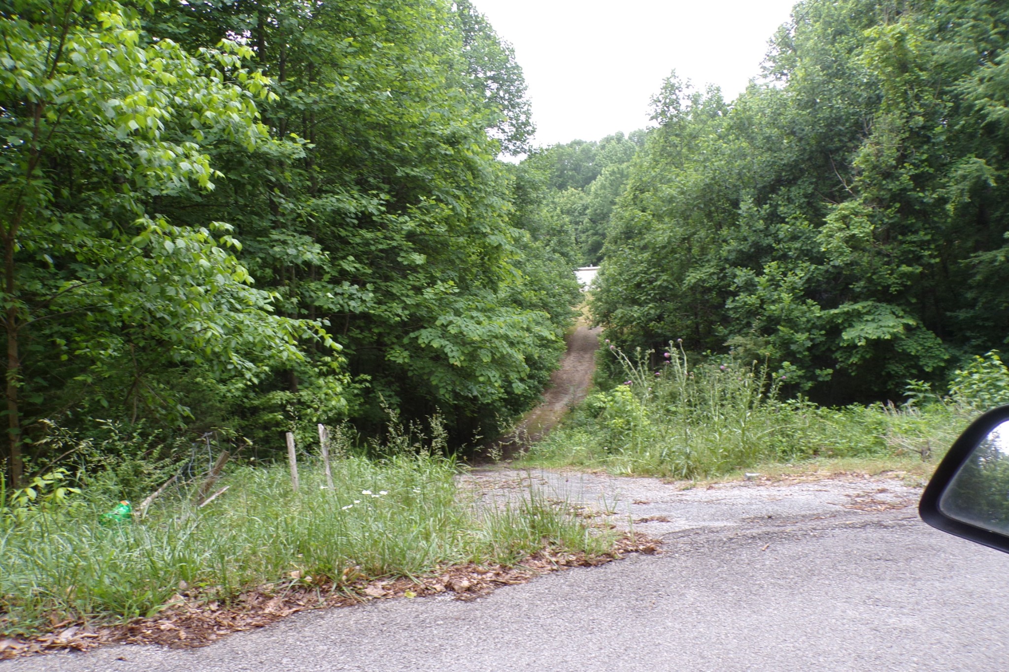226 Sands Road Pulaski, TN 38478 - Photo 3 of 11 a view of a yard with plants and a tree