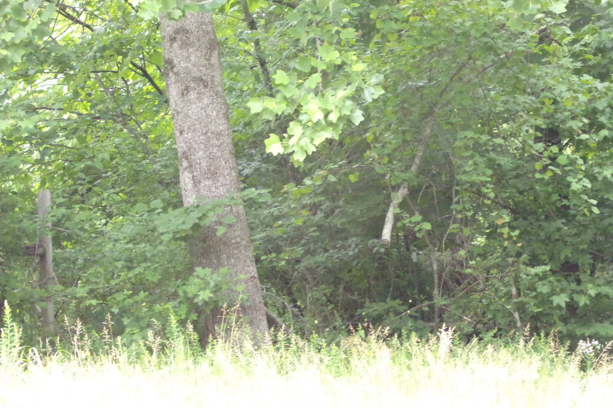 226 Sands Road Pulaski, TN 38478 - Photo 6 of 11 a view of a yard
