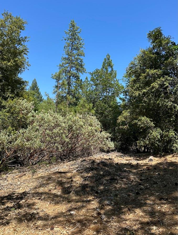 16634 Cooper Road Nevada City, CA 95959 - Photo 2 of 3 a view of a large yard with lots of green space