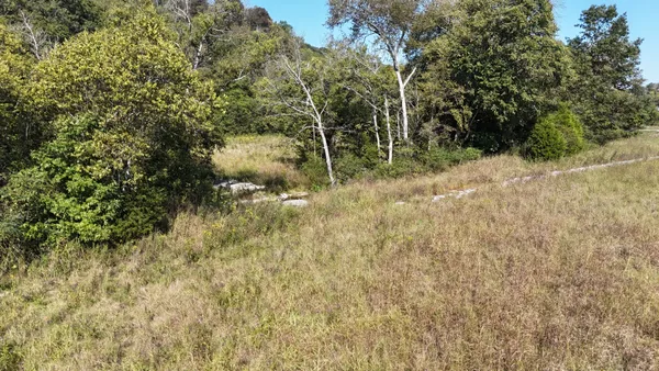 a view of a yard with a tree