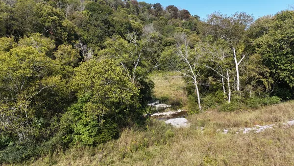 a view of a yard with a tree