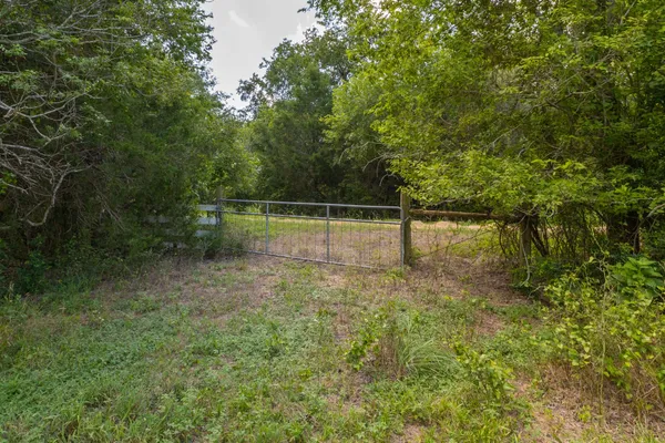 a view of a forest with trees in the background