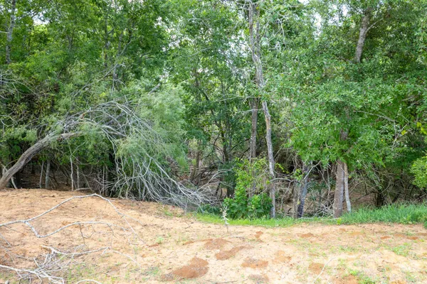 a backyard of a house with lots of trees