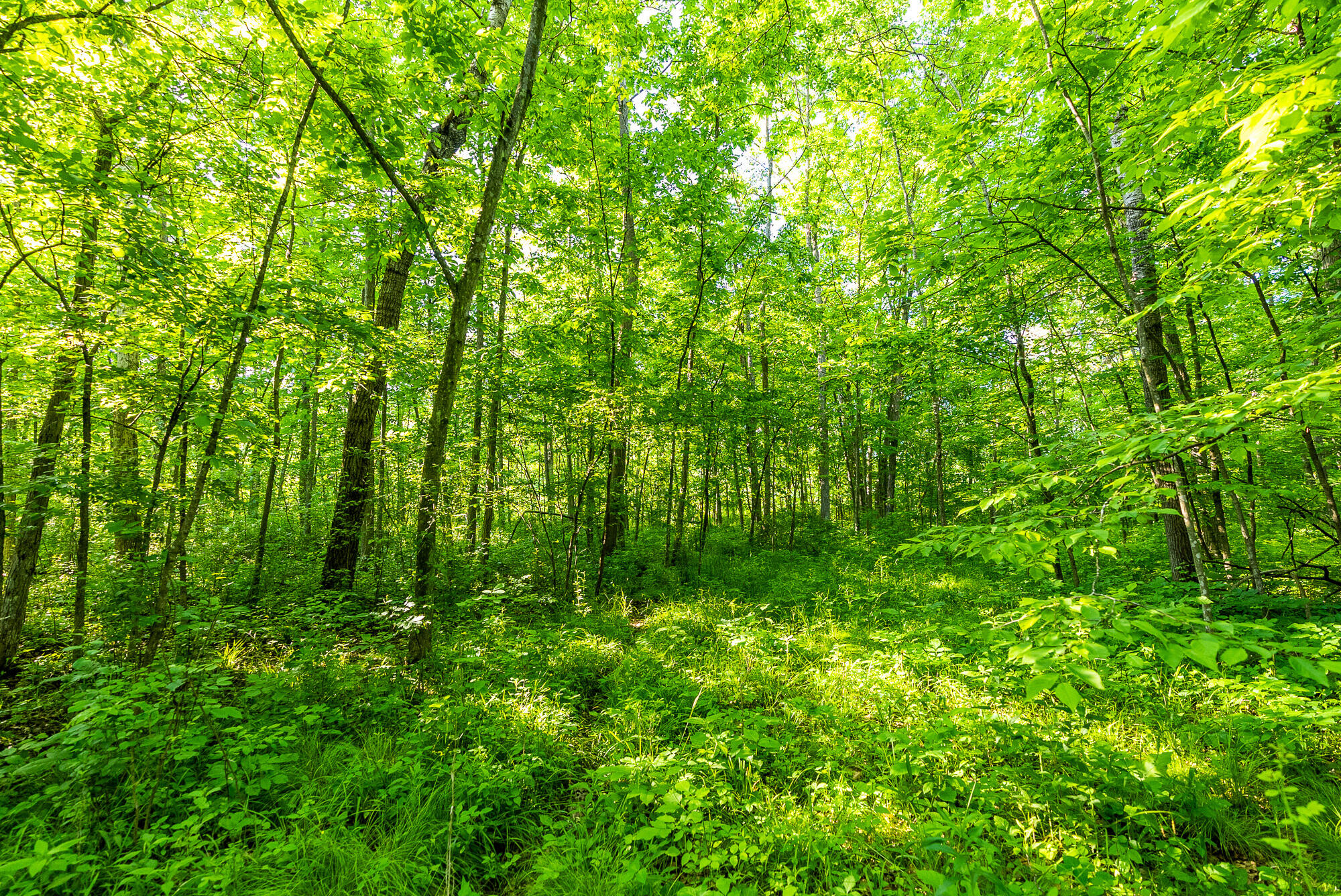Lt0 Denzer Road North Freedom, WI 53951 - Photo 23 of 68 Sauk-County-WI-54-Acres-Land-For-Sale-23
