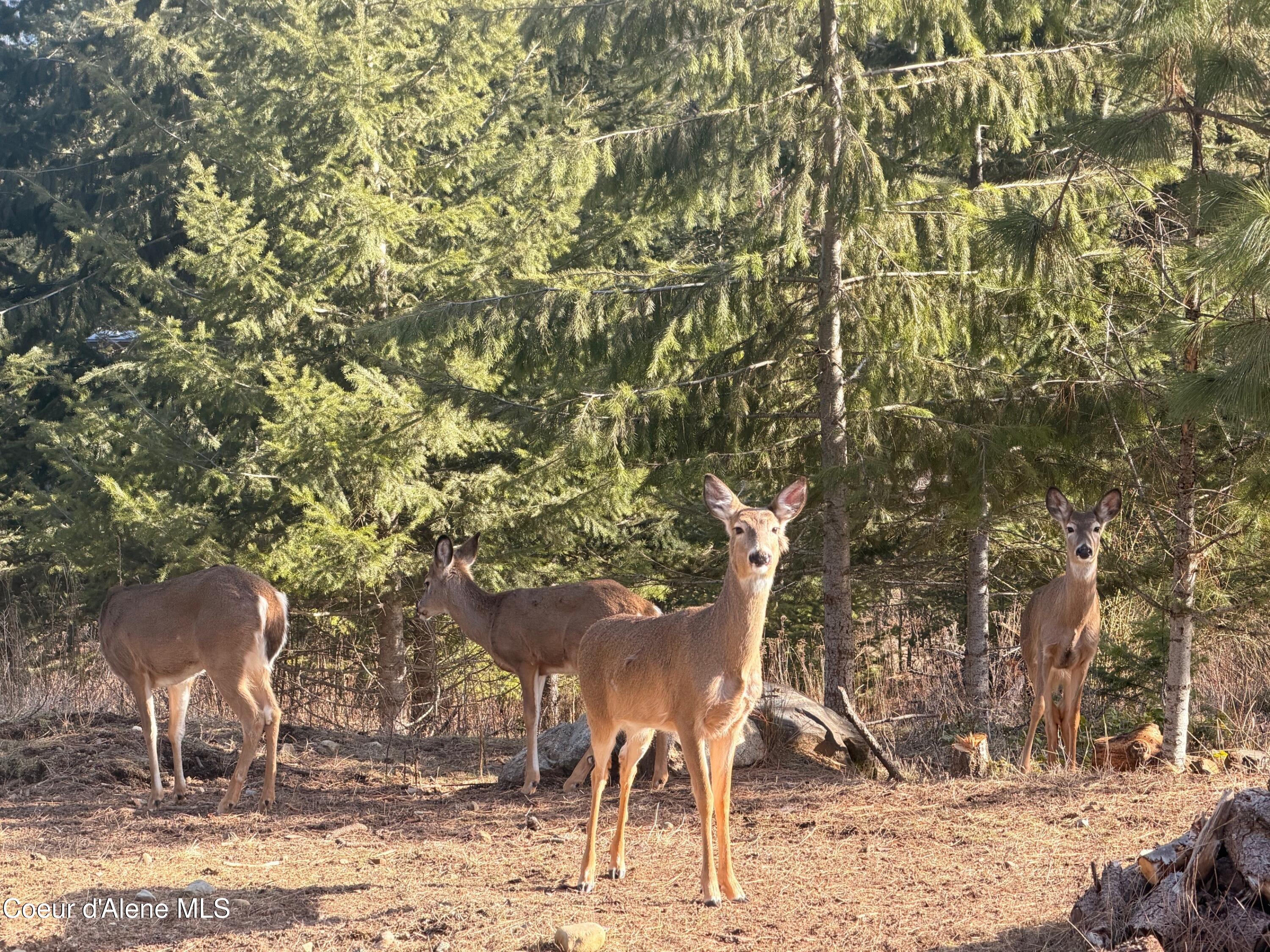 101 Spring View Lane Sagle, ID 83860 - Photo 76 of 77 deer 1
