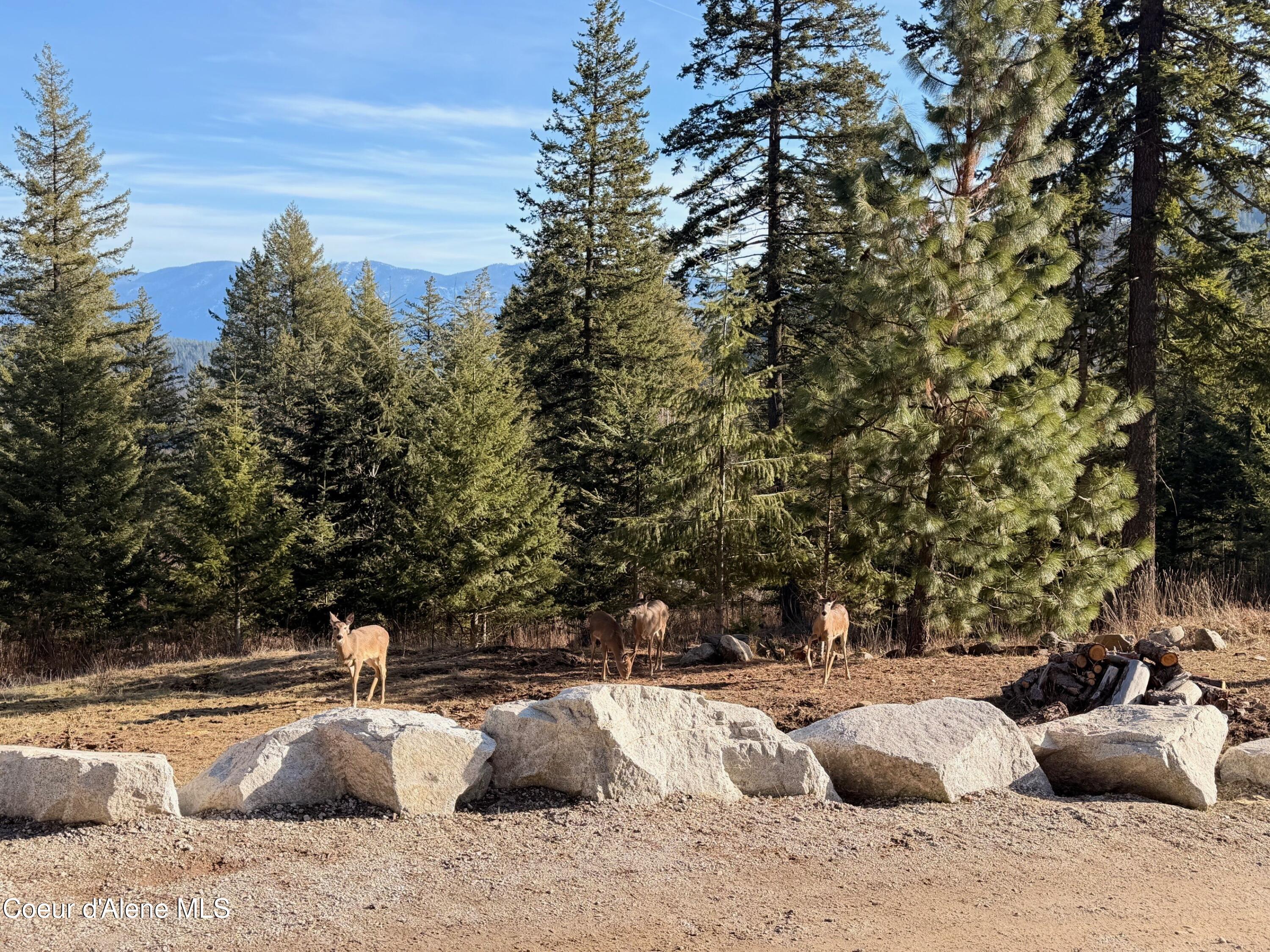 101 Spring View Lane Sagle, ID 83860 - Photo 77 of 77 deer 2