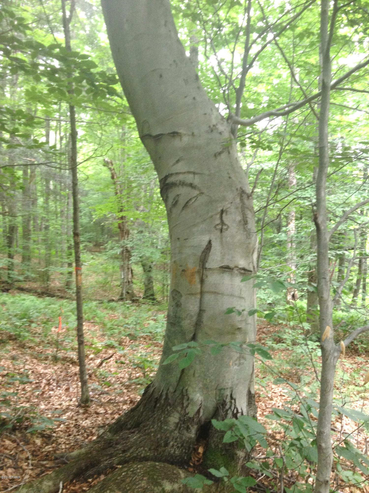 Thunderbird Road Pleasant Mount, PA 18453 - Photo 10 of 16 Gallery Image 10