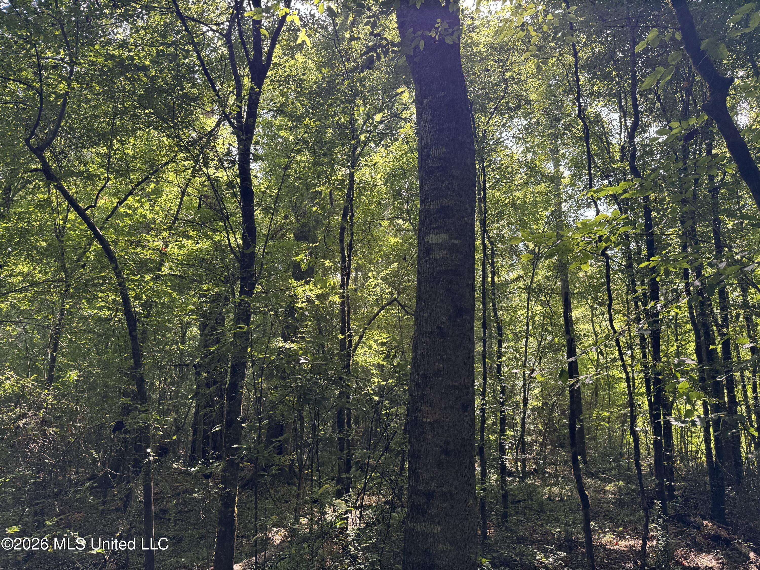 32 A Sauls Road Ruth, MS 39662 - Photo 17 of 22 Land-for-sale-Ruth-MS (16)