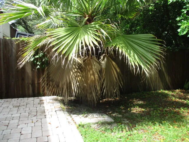 a view of a backyard