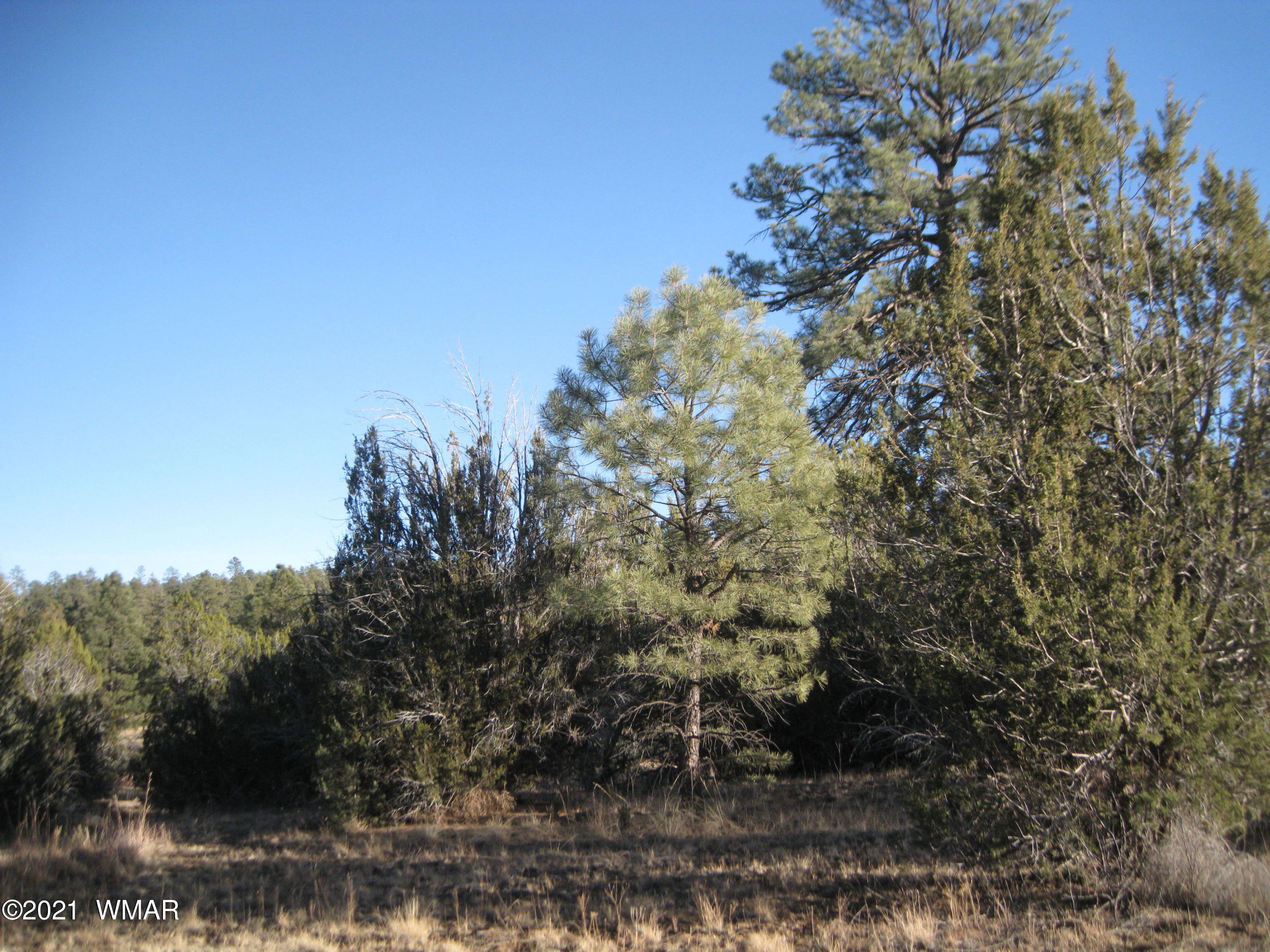 2873 Rockledge Road Heber, AZ 85928 - Photo 3 of 6