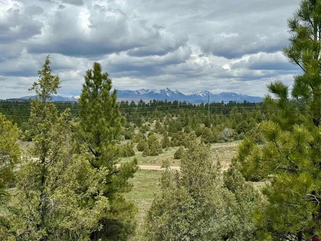 a view of a bunch of trees and bushes