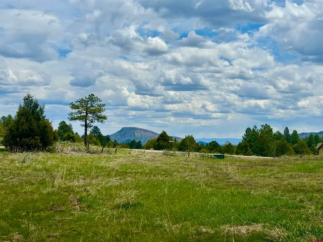a view of a dry yard with lots of trees