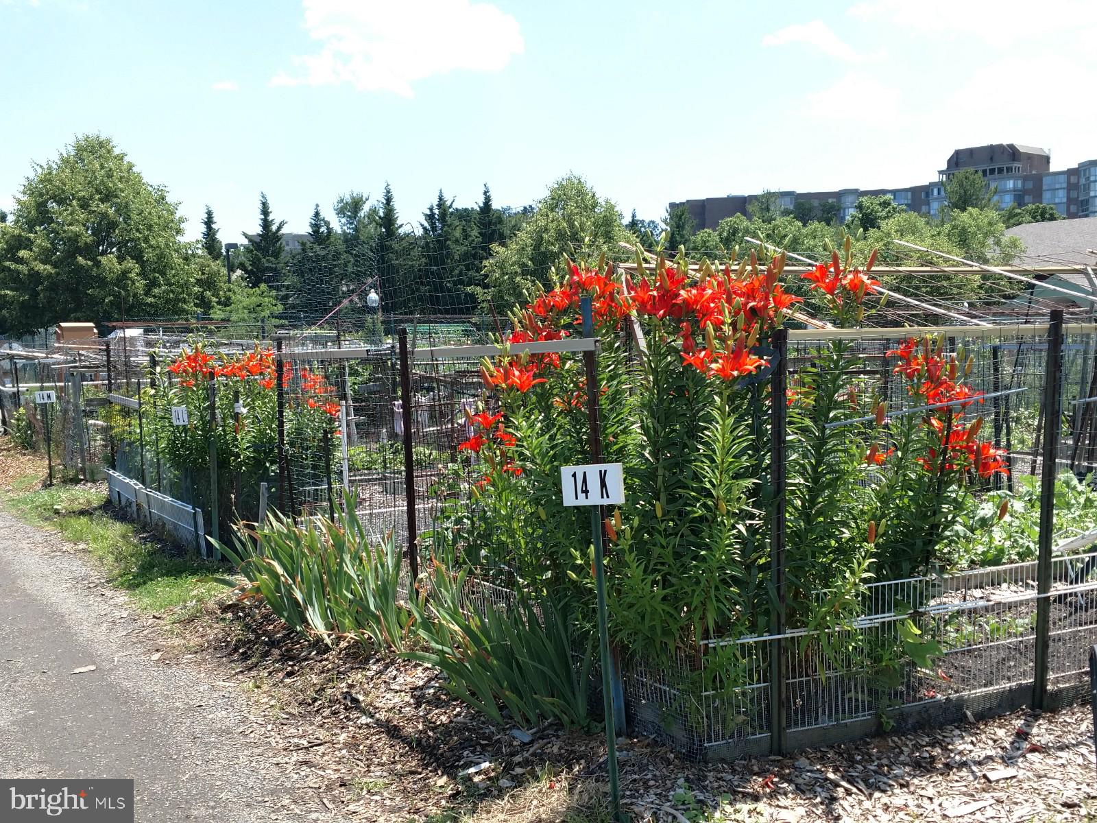 2901 South Leisure World Boulevard, Unit 303 Silver Spring, MD 20906 - Photo 41 of 54 Resident gardens