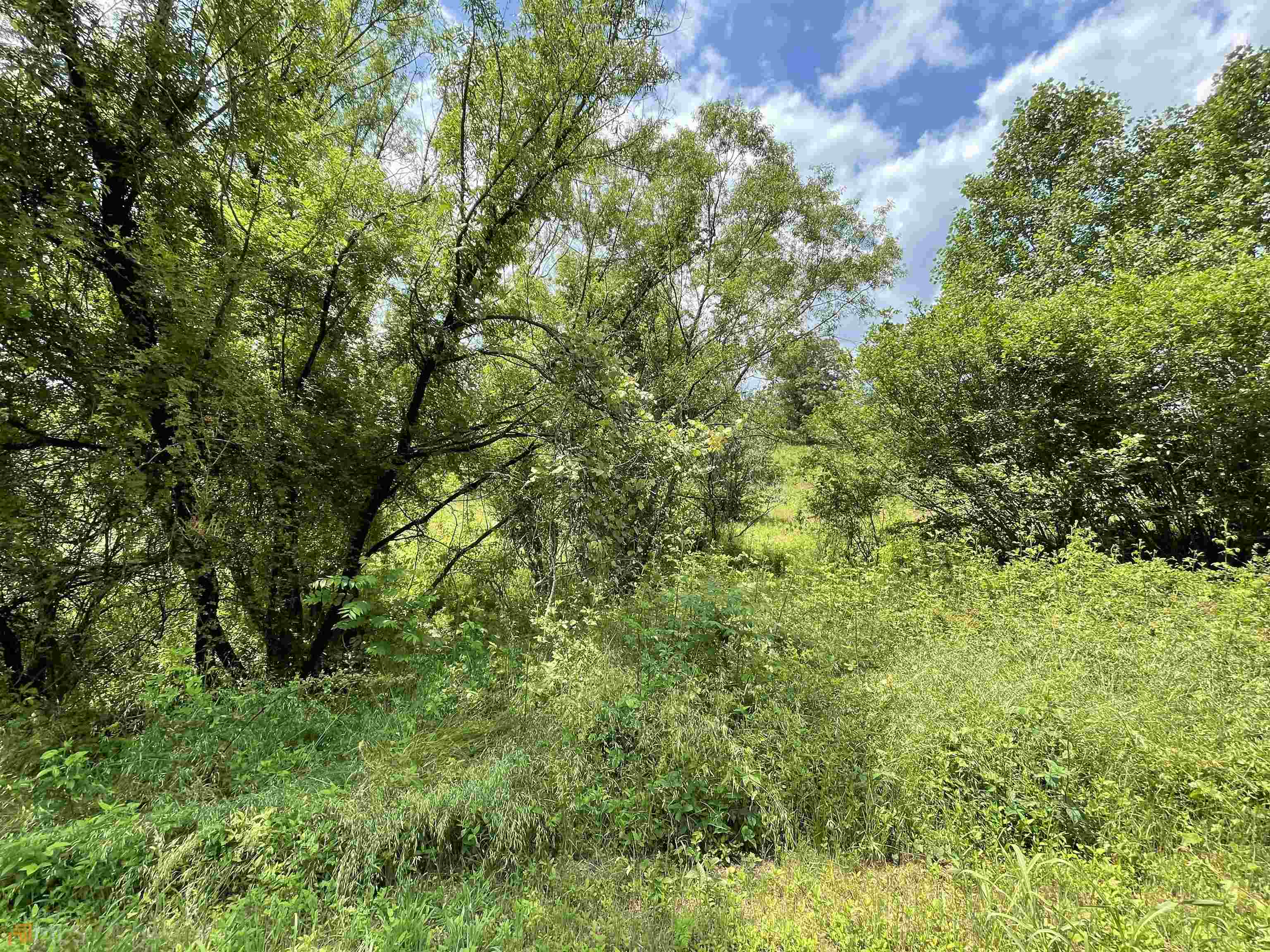14 B Saddle Ridge Farms Warne, NC 28909 - Photo 5 of 28 a view of a lush green forest