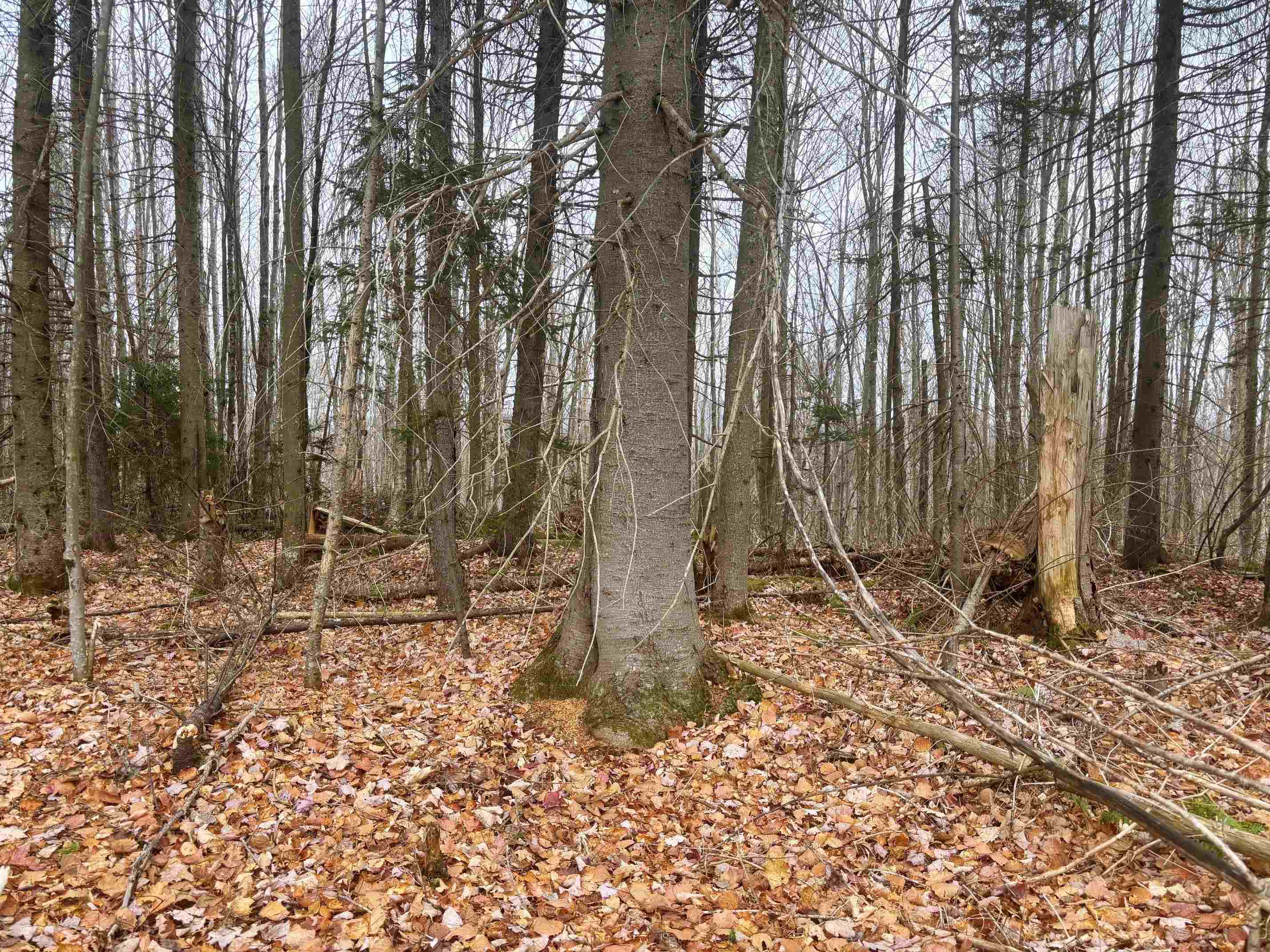 Lot 2 Canaan Hill Road Averill, VT 05903 - Photo 1 of 22