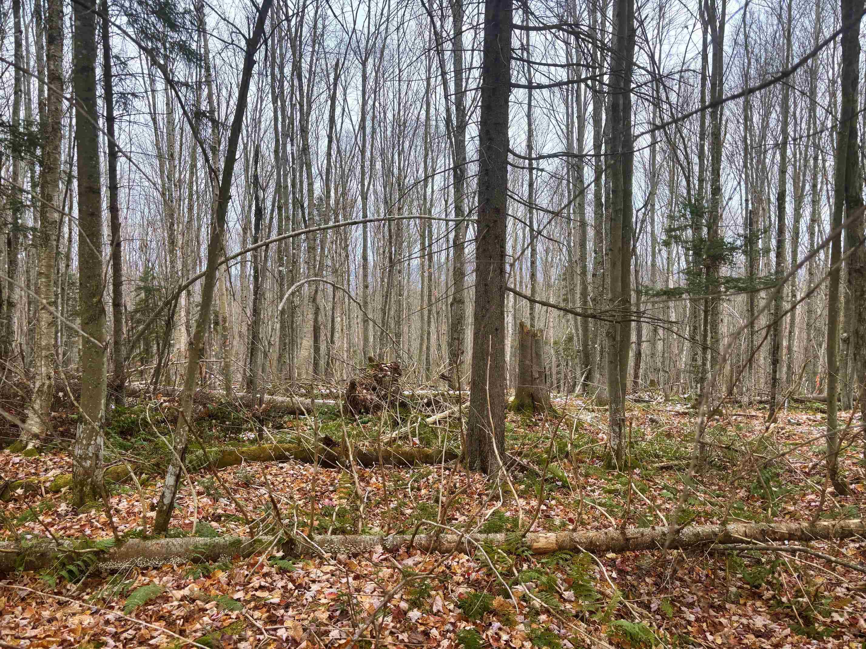 Lot 2 Canaan Hill Road Averill, VT 05903 - Photo 3 of 22