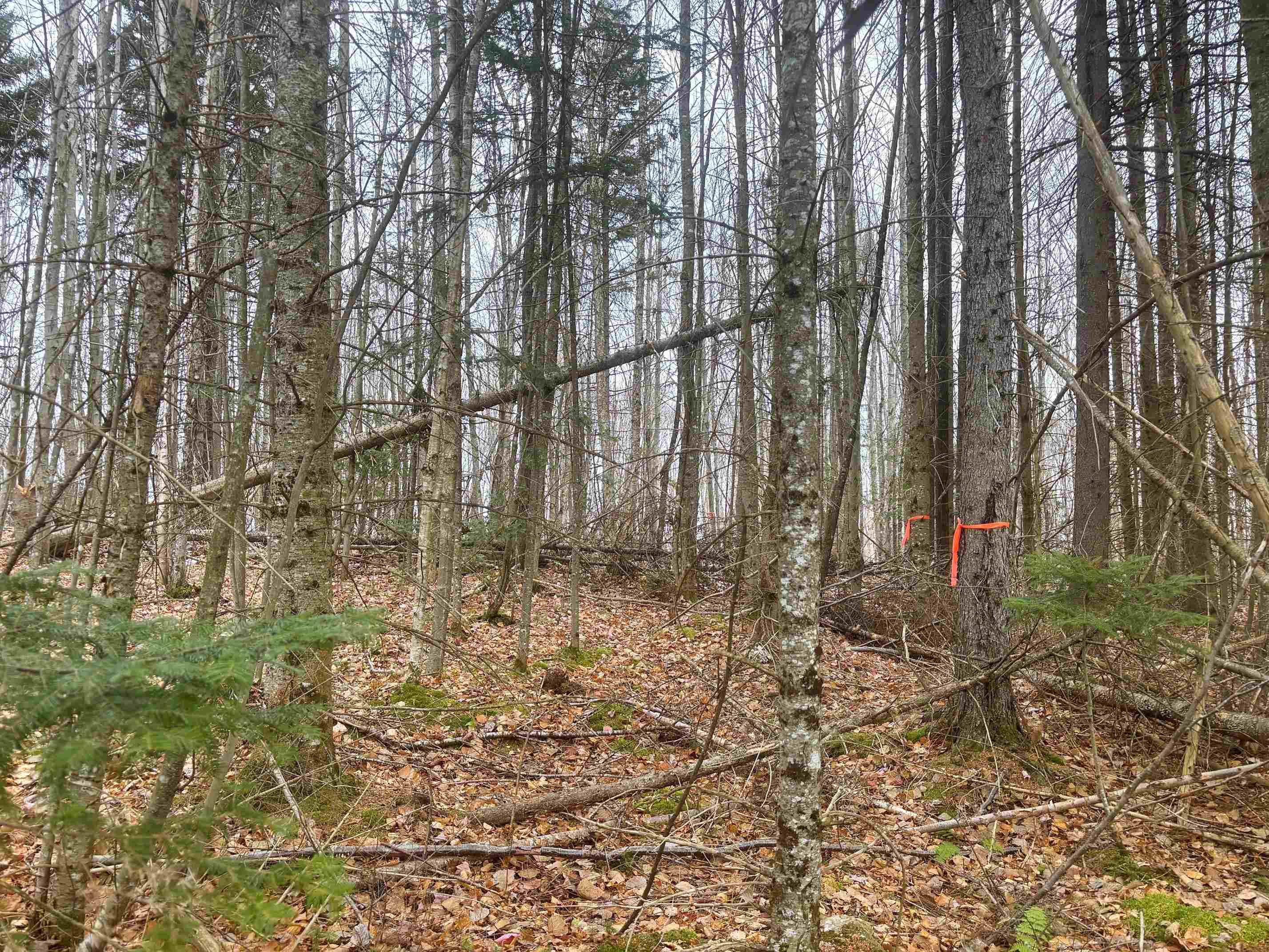 Lot 2 Canaan Hill Road Averill, VT 05903 - Photo 4 of 22