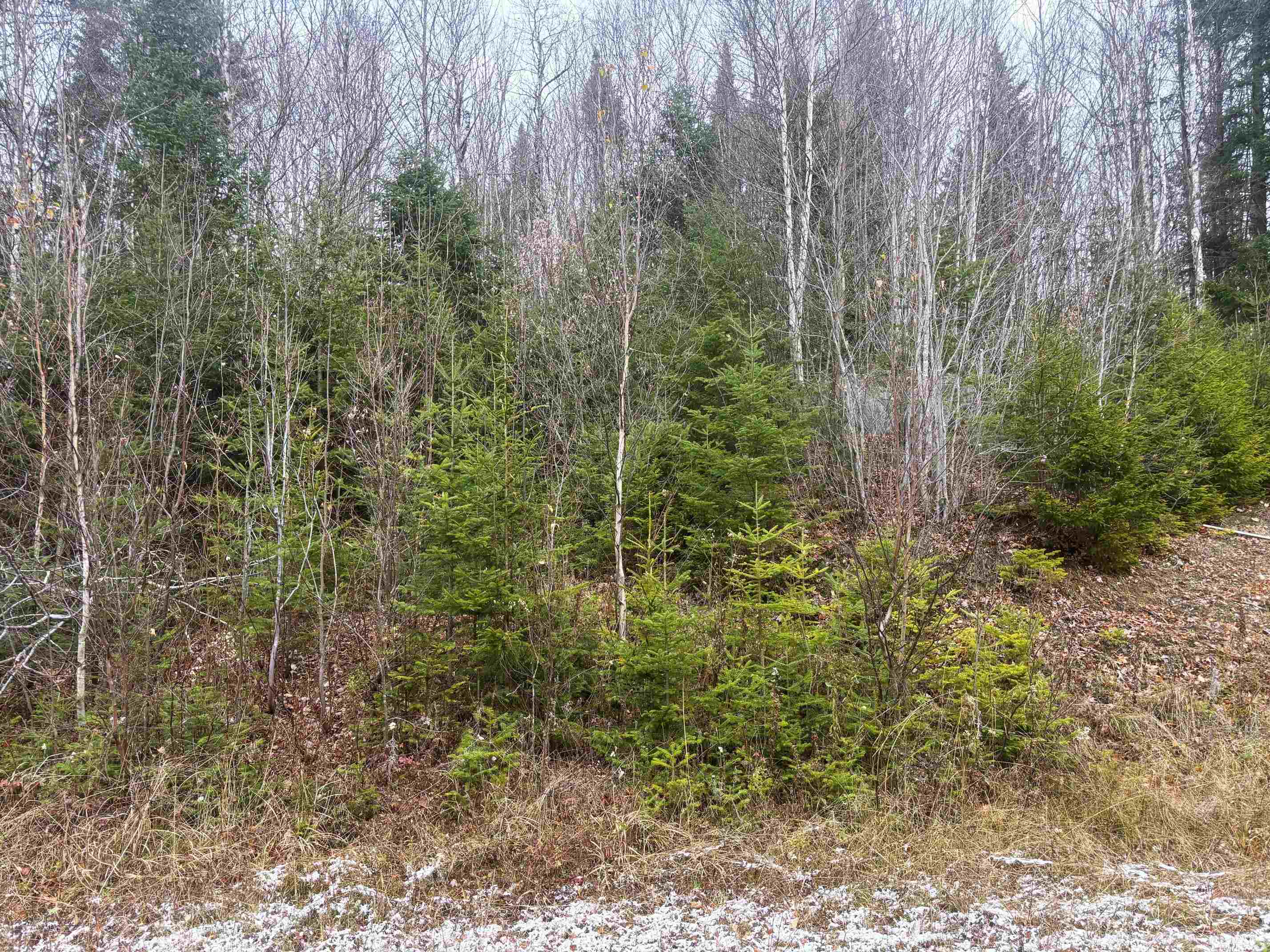 Lot 2 Canaan Hill Road Averill, VT 05903 - Photo 8 of 22