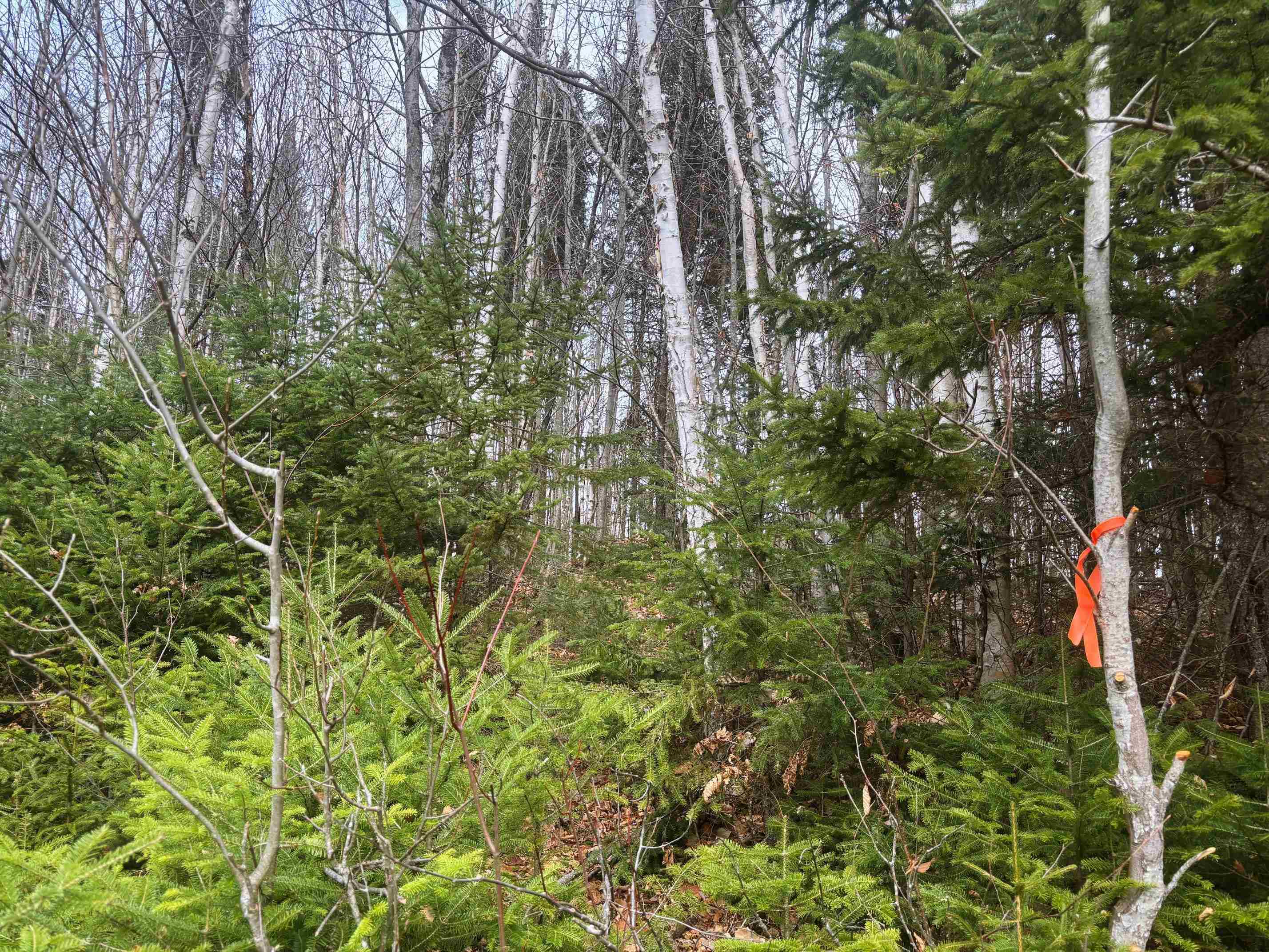 Lot 2 Canaan Hill Road Averill, VT 05903 - Photo 9 of 22