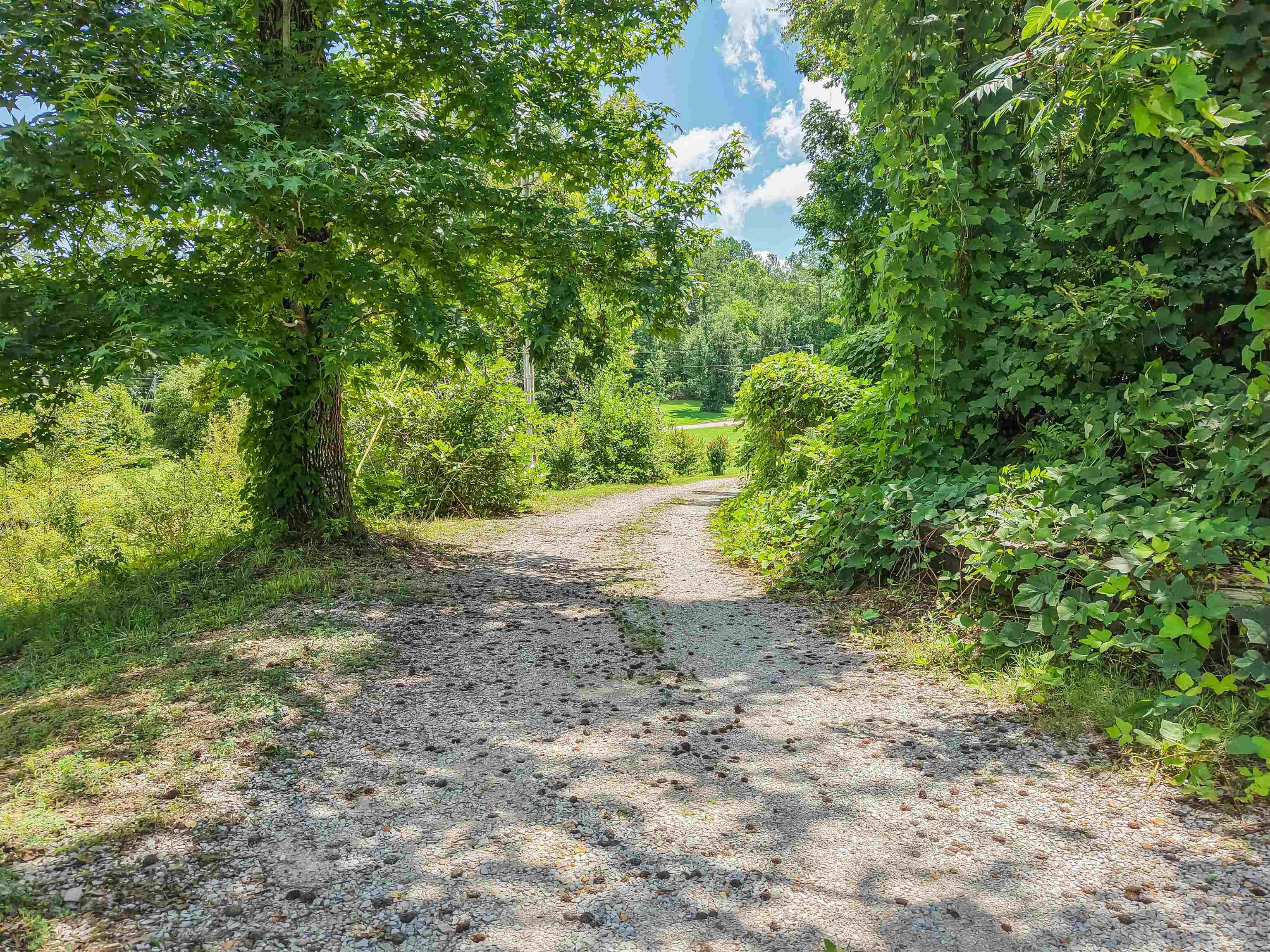 2380 Dunaway Road Selmer, TN 38375 - Photo 39 of 39 Gravel pathway bordered by mature trees and lush greenery