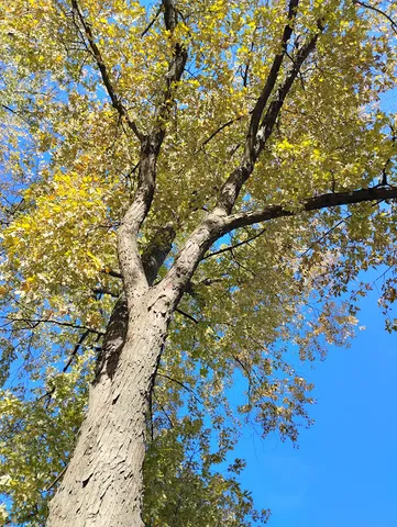 $299,900 | 371 South Edison Avenue, Elgin, IL 60123