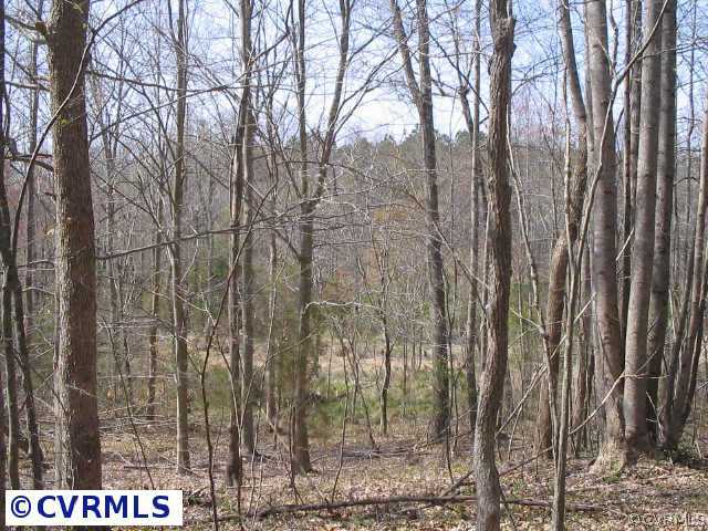 6300 South Hill Road Kenbridge, VA 23944 - Photo 2 of 10 a view of a forest