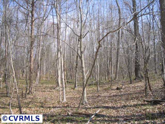 6300 South Hill Road Kenbridge, VA 23944 - Photo 6 of 10 a picture of trees