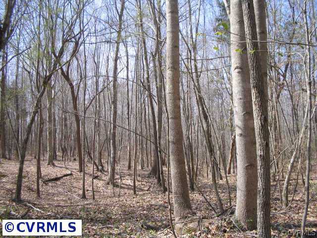 6300 South Hill Road Kenbridge, VA 23944 - Photo 7 of 10 a view of a forest with a trees