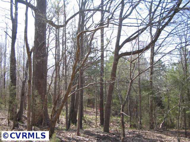 6300 South Hill Road Kenbridge, VA 23944 - Photo 8 of 10 a view of a forest