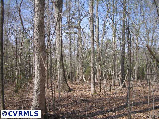 6300 South Hill Road Kenbridge, VA 23944 - Photo 9 of 10 a picture of trees