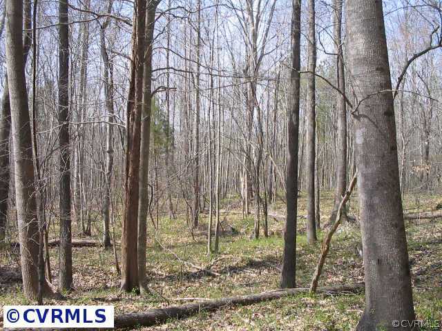 6300 South Hill Road Kenbridge, VA 23944 - Photo 10 of 10 a view of a forest