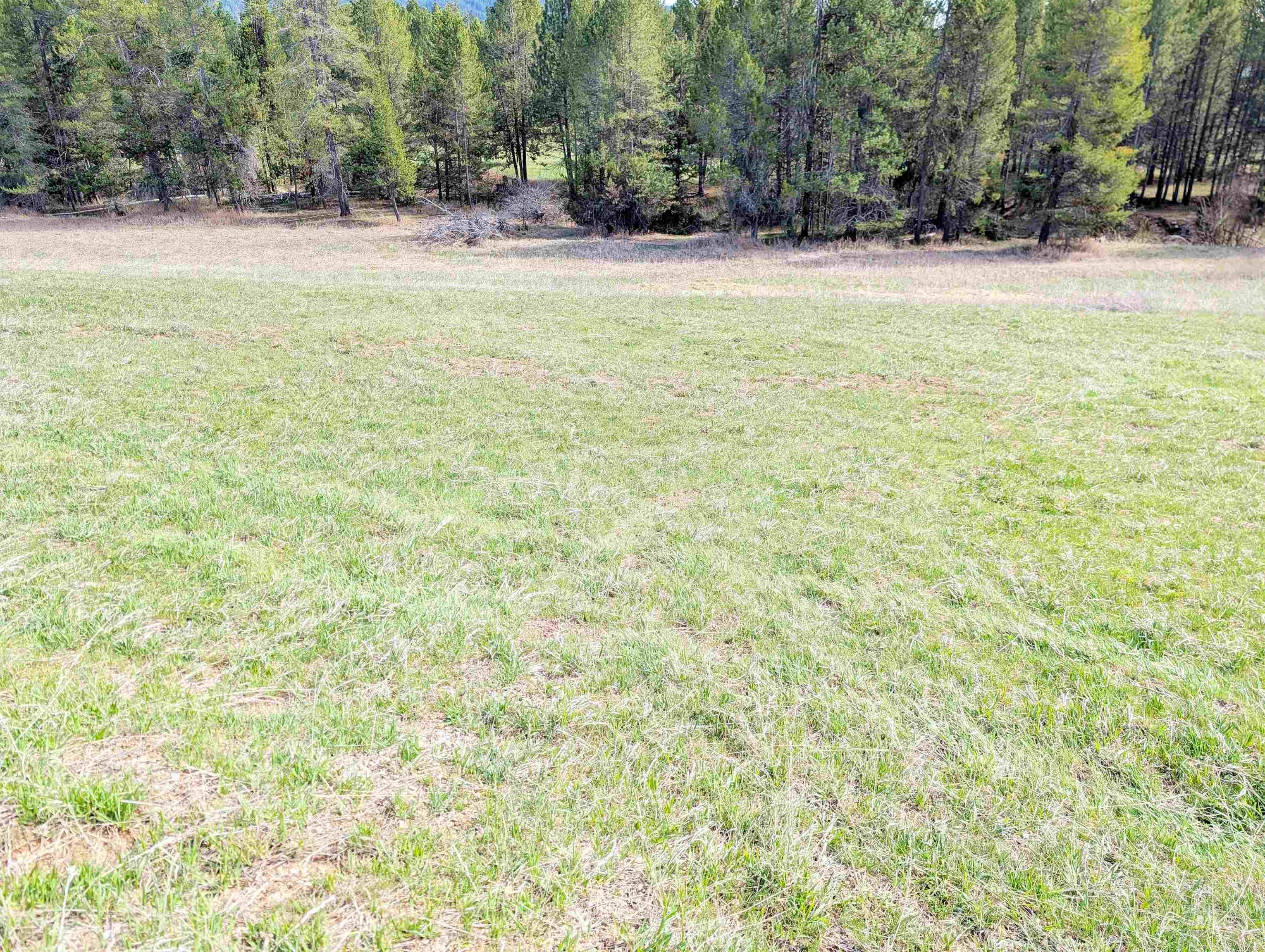 11100 Bens Road Cascade, ID 83611 - Photo 11 of 35 Expansive grassy field with a backdrop of mature evergreen trees